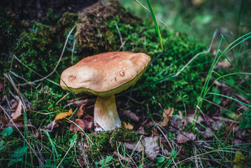 A large edible white mushroom in the forest