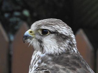  small eagle (hawk, peregrine falcon) - portrait (only head and beak)