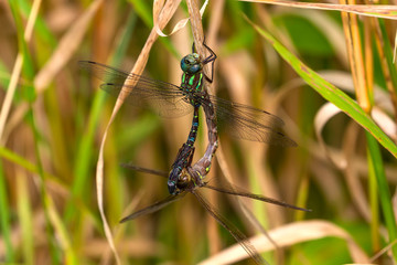 Dragonfly Swamp darner (Epiaschna heros) during mating, nature scene from central wisconsin