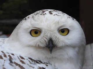 Fototapeta premium portrait (only the head) of a white polar owl - full face