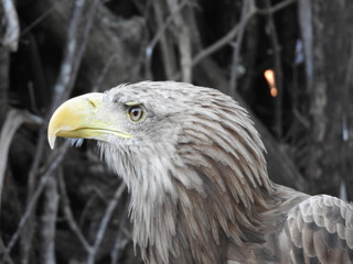 portrait (only head) of a large eagle with a yellow beak 