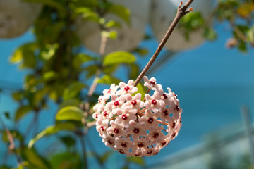 Home flower of Hoya carnosa. Selective focus.