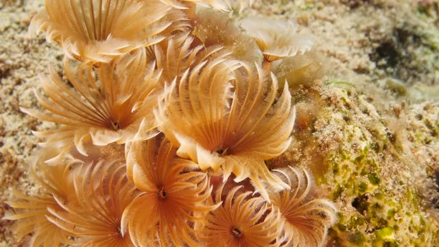 Close up of Duster Worm in coral reef of the Caribbean Sea around Curacao