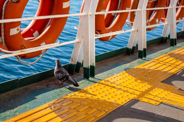 Fototapeta na wymiar A pigeon on boat 
