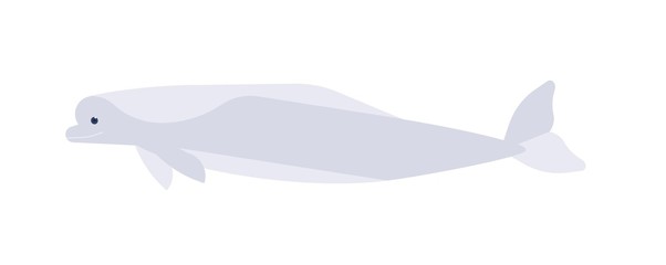 White whale flat vector illustration