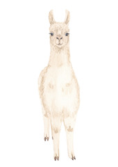 White Llama or alpaca  portrait watercolor hand drawn illustration isolated on white background. Cute mammal animal painting for design, print, fabric, background or wall art. © Lelakordrawings