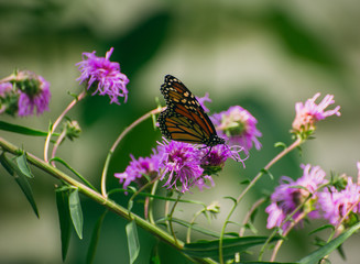Monarch butterfly, Danaus plexippus, on liatris flower 