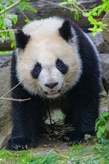 Obraz premium Giant panda walking from the front, young panda, portrait