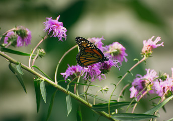 Monarch butterfly, Danaus plexippus, on liatris flower 