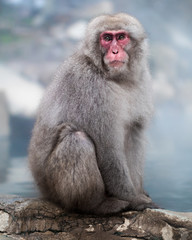 A cute animal portrait of a Japanese snow monkey macaque sitting in front of a hot spring onsen at Jigokudani Snow Monkey Park