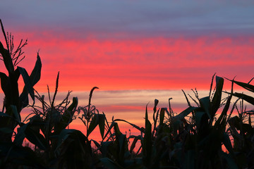 Silhouettes of plants against the backdrop of a beautiful sky at sunset.