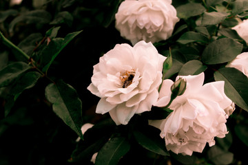 Photo of a bee sitting on a beautiful white flower in nice shadows