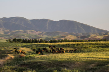 Iraq Kurdistan landscape view of Zagros and cows
