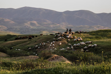Iraq Kurdistan landscape view of Zagros and sheep and shepards