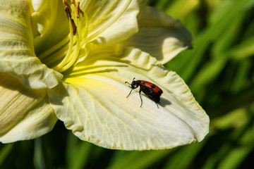 Beetle meloidae. Meloidae beetle sits on a light yellow Lily flower.  Beetle closeup. Soft selective focus.