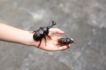 カブトムシを持つ子供の手