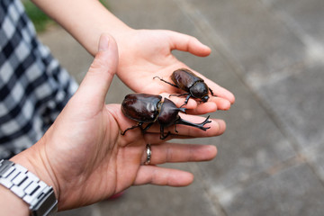 カブトムシを持つ親子の手