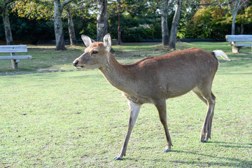シカ