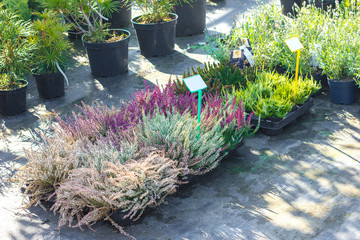 multi-colored heather for seedlings in a pot for decoration of a garden site