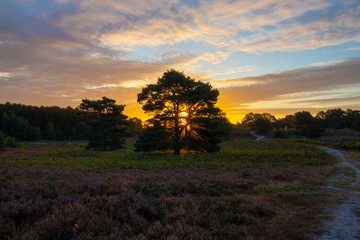 sunset over the field