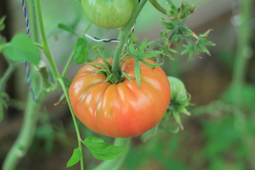 red tomato on branch at home garden
