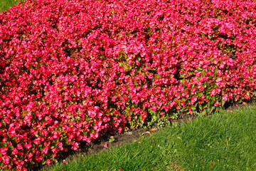 Blumenbeet mit Eisbegonien (Begonia x semperflorens-cultorum),rot, Deutschland