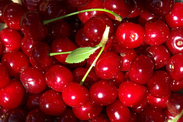 Lots ripe red cherries, Cherries are scattered.