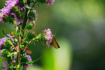Tiny Skipper butterfly on liatris flower 