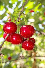 Ripe cherries hang on a tree.
