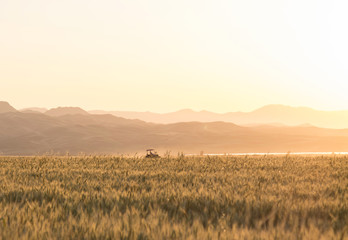 Beautiful scenic wheat harvest scene