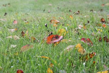 Fallen red, yellow leaves on green grass
