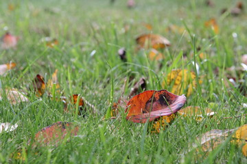 Fallen red, yellow leaves on green grass