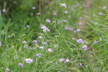 マツムシソウ_開花