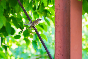 Bird Sparrow House. Sparrow sits on a metal armature under the seatless on the background of green leaves of flowers. Soft selective focus.