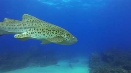 Beautiful Leopard Shark. Zebra Shark Or Graceful Carpet Shark Swimming Underwater On Peaceful Coral Reef & Sunlit Sea Surface In Calm Gentle Blue Sea Water. Aquatic Bottom Dwelling Shark Marine Life