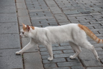 Fototapeta premium White Cat with Orange Markings and Striped Tail, Istanbul