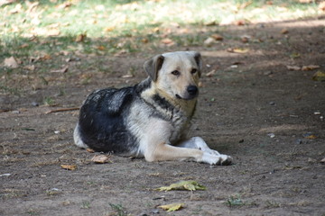 Shepherd Mix Dog Lying Down, Istanbul, Turkey