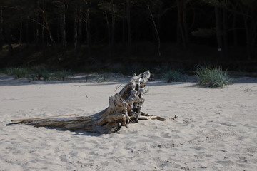 Elementy plaży nadmorskiej © Maciej