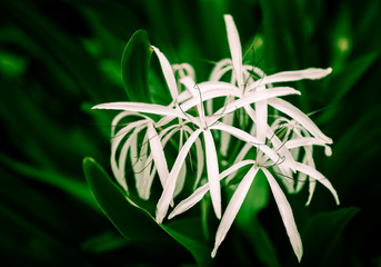 White delicate dangerous Crinum Asiaticum flower , commonly known as poison bulb, giant or grand crinum lily or spider lily on dark green leaves background. It is poisonous plant when digested