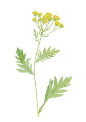 Watercolor hand drawn wild yellow meadow tansy (tanacetum vulgare) flower isolated on white background