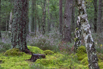 Scenic landscape of old Scottish pine and birch woodland/forest during autumn/summer in September with purple heather and moss. 