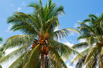 Fototapeta na wymiar Coconut Tree in Cuba