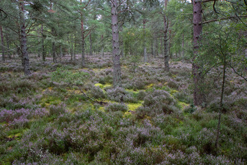 Scenic landscape of old Scottish pine and birch woodland/forest during autumn/summer in September with purple heather and moss. 