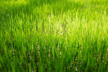organic green rice sprout with morning lighting