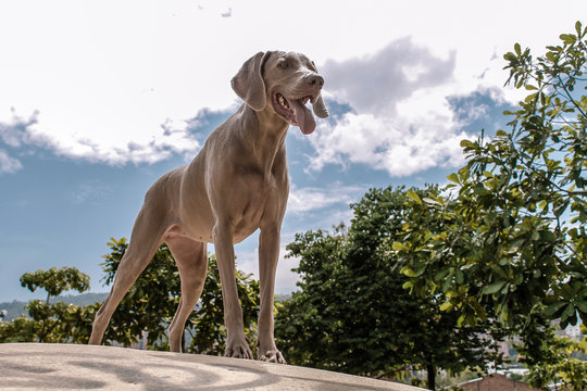 weimaraner