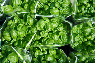 basilikum in der sonne