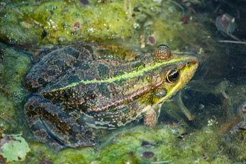 Amphibian lake frog (Pelophylax ridibundus) sitting on the water. The texture of the frog background the frog on the water surface. Frog closeup. Soft selective focus.