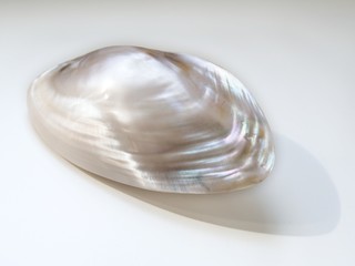 Notched pearl shell