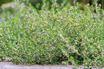 Knotgrass growing on the edge of the pavement
