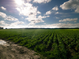 Landacape of potato plantation.
